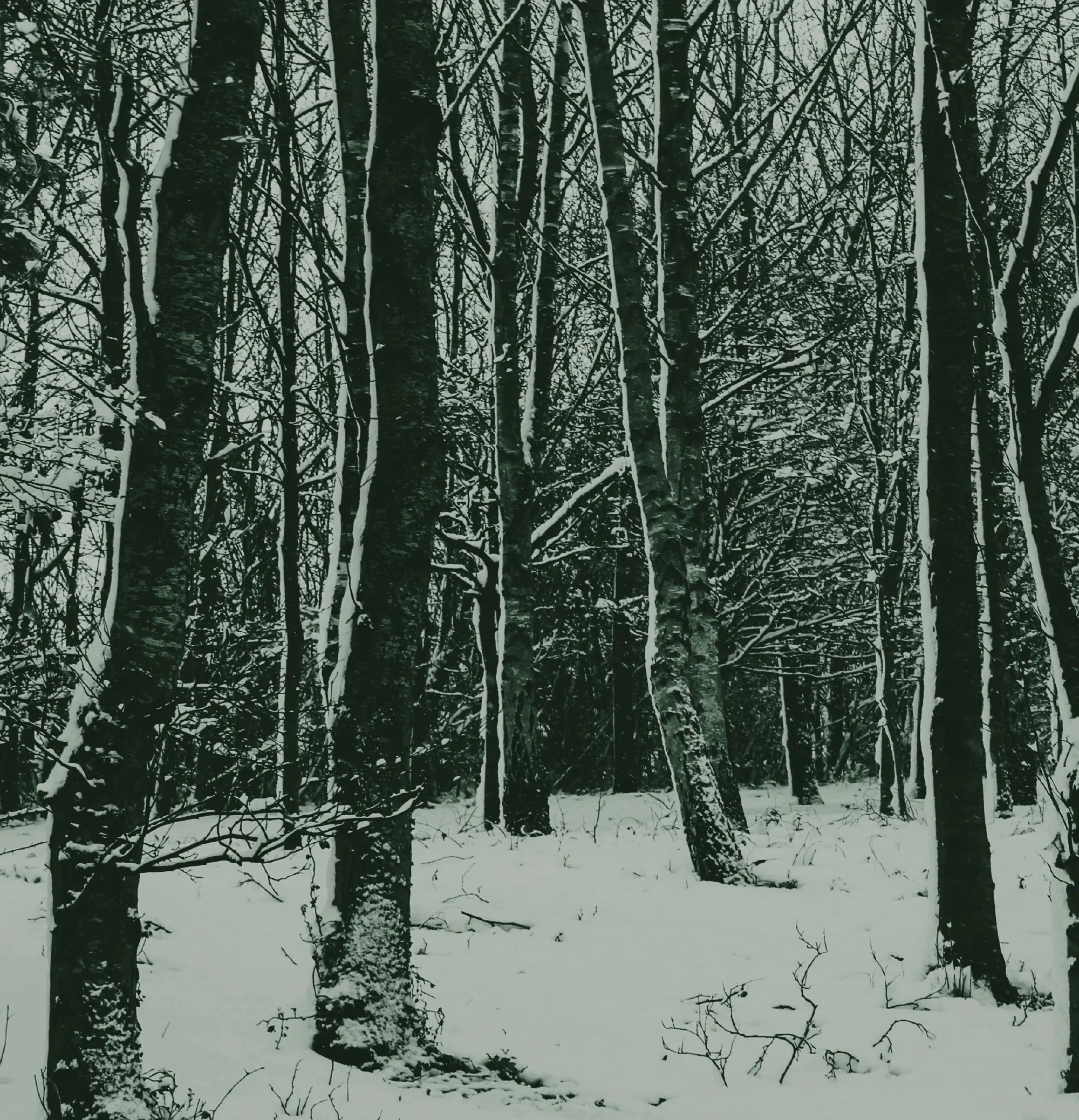 Brothers in the Woods
